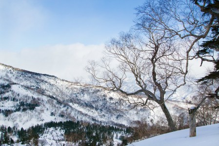 Hakuba Tsugaiken takamaastossa saa olla omassa rauhassa. Täällä koskemattomasta lumesta ei tarvitse taistella kuten laakson perällä Cortinassa.