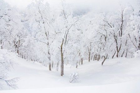 Koskematon ja syvänpehmeä lumipatja puiden välissä odottaa laskijaa. Apus eka!