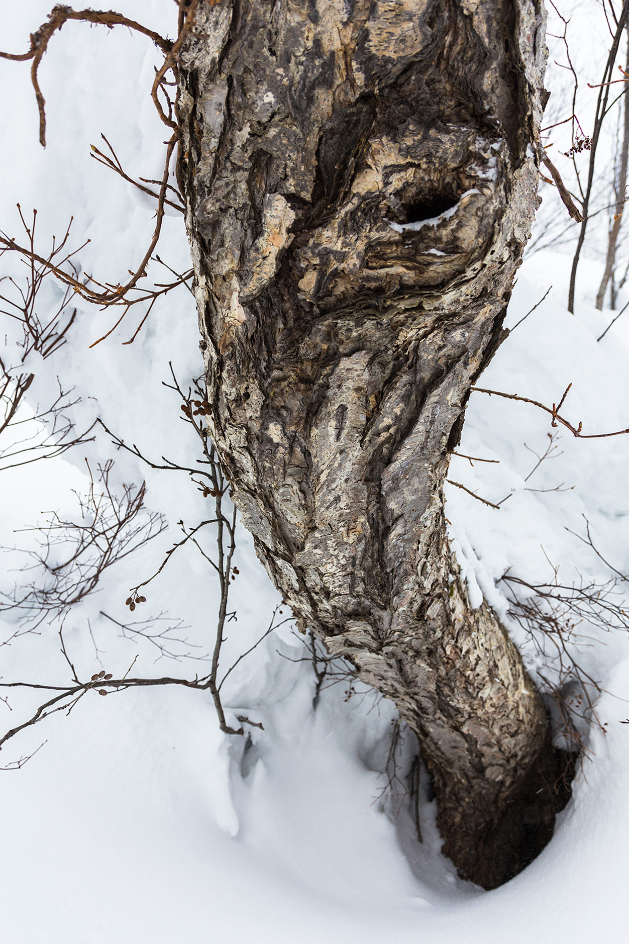 Vaikka tämä Kiroron puu on ilmeeltään pelottava ja lumi syvää, ei tänne kätkeydy samalla tavalla vaarallisia puukaivoja kuin havupuualueelle. Esimerkiksi Pohjois-Amerikassa runkojen lähelle oksien väliin jäävästä ilmasta muodostuvat puukaivot ovat todellin
